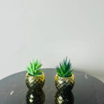 mini plant by abdullah mall