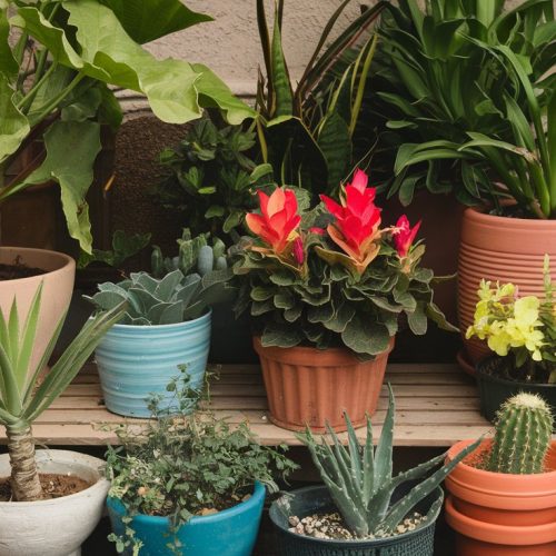 Plants and Pots